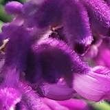 アメジストセージの写真